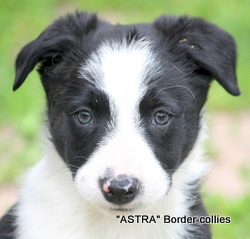 Black and white MALE border collie puppy
